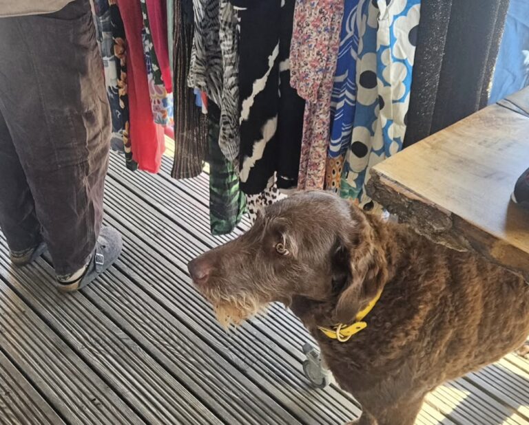 A curly brown dog in a yellow collar standing beside rails of colourful clothes